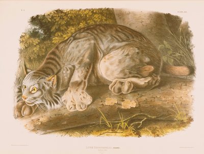 Lince do Canadá de John James Audubon