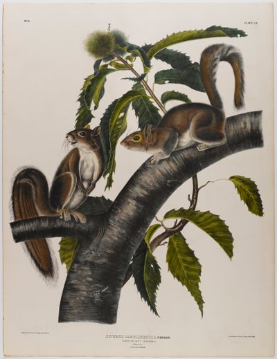 Esquilo cinzento de Carolina de John James Audubon