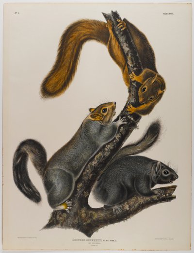Esquilo gato de John James Audubon