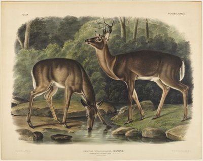  de John James Audubon