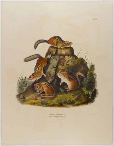 Chipping esquilo hackee de John James Audubon