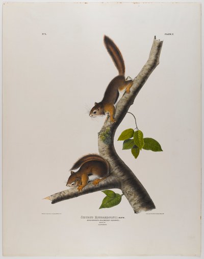 Esquilo colombiano de John James Audubon