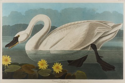 Cisne americano comum, 1838 (wc no papel) de John James Audubon