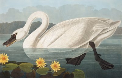 Cisne americano comum, Cygnus Americanus, de "os pássaros de América" por John J. Audubon, bar. 1827-38 de John James Audubon