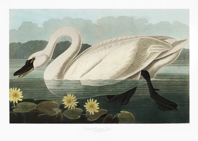 Cisne-americano-comum, extraído de *Birds of America* (1827) de John James Audubon