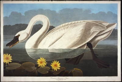 Cisne americana comum. Cisne assobiando de John James Audubon