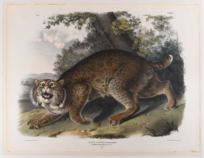 Wildcat americano comum de John James Audubon