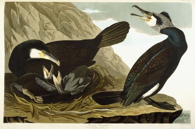 Cormorão-comum, 1835 de John James Audubon