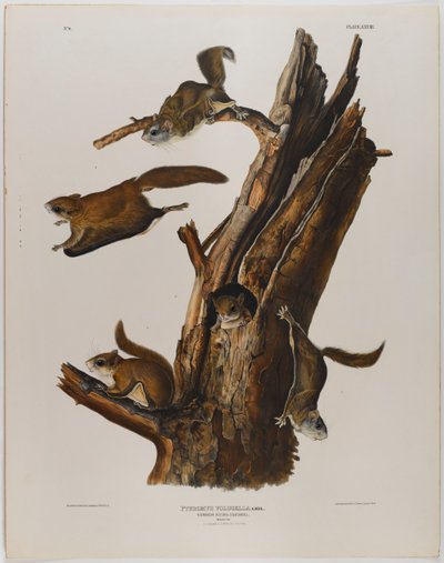 Esquilo voador comum de John James Audubon