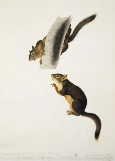 Esquilo-de-Douglas de John James Audubon