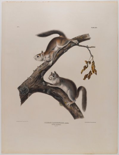 Esquilo felpudo de John James Audubon