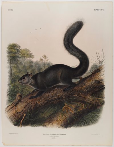 Esquilo sombrio de John James Audubon