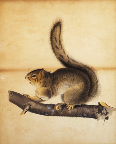 Esquilo cinzento do leste no casaco completo do inverno, c.1840s de John James Audubon