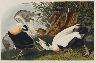 Eider Duck, 1835 (wc no papel) de John James Audubon