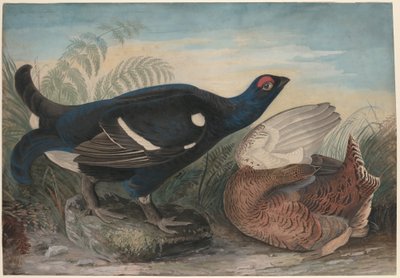 galos negros ingleses de John James Audubon