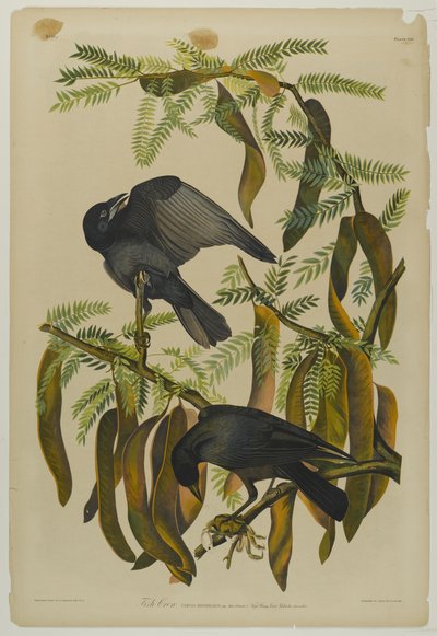 Fish Crow, impresso por Julien Bien e publicado por Roe Lockwood & Son, 1861 (cromolitógrafo) de John James Audubon