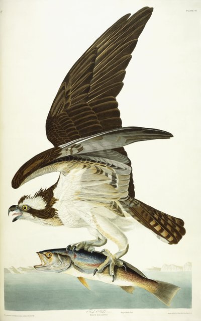 Falcão de peixes, 1830 de John James Audubon