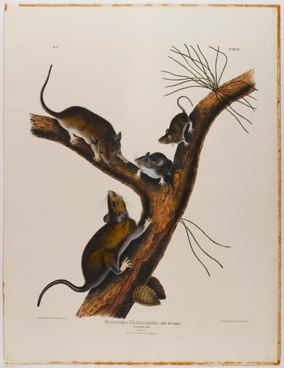 Rato da Flórida de John James Audubon