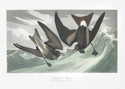 Petrel-de-cauda-forcada, extraído de *Birds of America* (1827) de John James Audubon