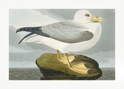 Petrél Fulmar, extraído de «Birds of America» (1827) de John James Audubon