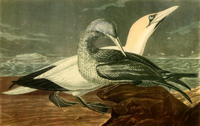"Gannets", 1836, 1942.   de John James Audubon