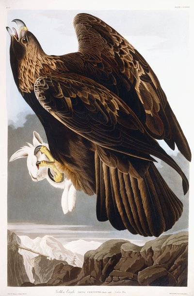 Águia dourada, 1833 de John James Audubon