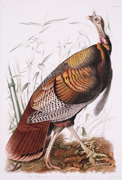 Grande galo americano, ou peru selvagem de John James Audubon