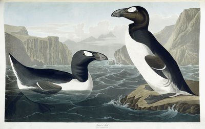 Great Auk, 1836 de John James Audubon