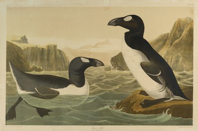 Grande Auk, impresso por Julien Bien e publicado por Roe Lockwood & Son, 1861 (cromolitógrafo) de John James Audubon