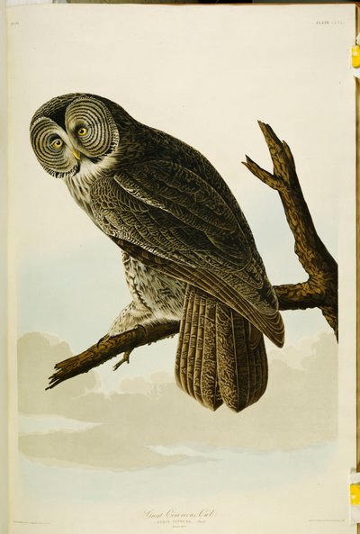 Coruja Cinereous, de "Os Pássaros da América" de John James Audubon