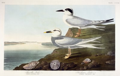 Andorinha-do-mar de Havell e Andorinha-do-mar de Trudeau, 1838 de John James Audubon
