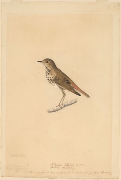 Tordo Eremita de John James Audubon