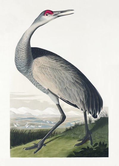 Grou-de-anel, extraído de «Birds of America» (1827) de John James Audubon