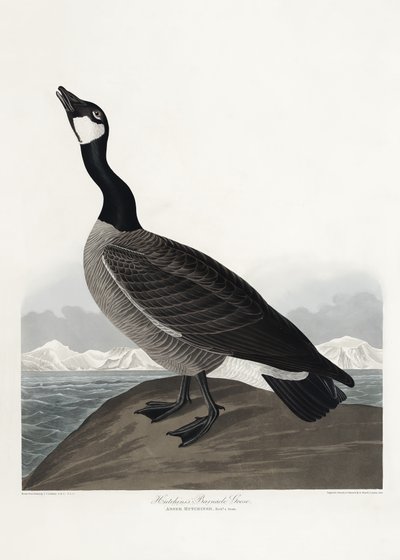 O ganso-de-barnacle de Hutchins, extraído de *Birds of America* (1827) de John James Audubon