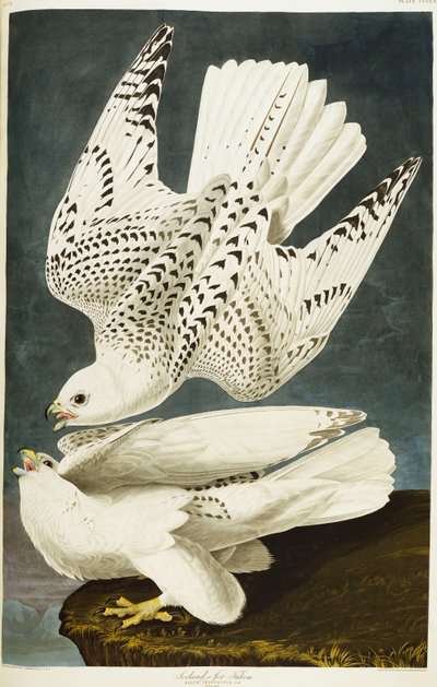 Islândia ou Jer Falcon. Gyrfalcon de John James Audubon