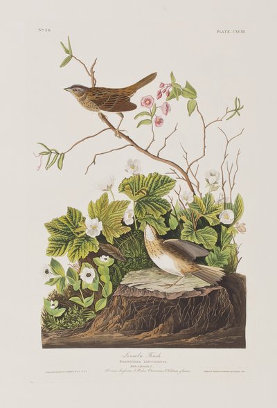 Ilustração de 