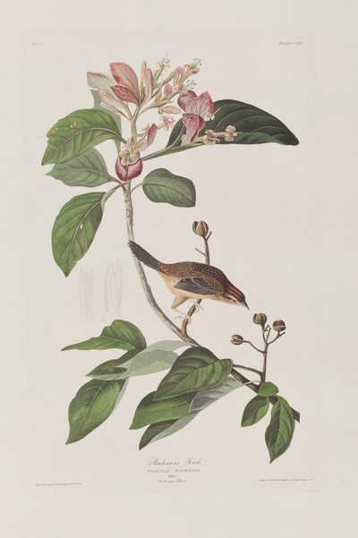 Ilustração de 