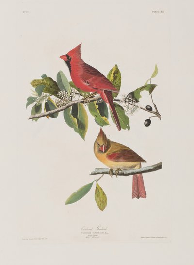 Ilustração de 