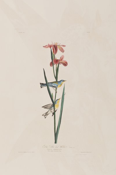 Ilustração de 