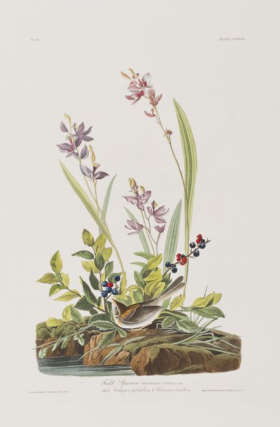 Ilustração de 