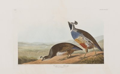 Ilustração de 