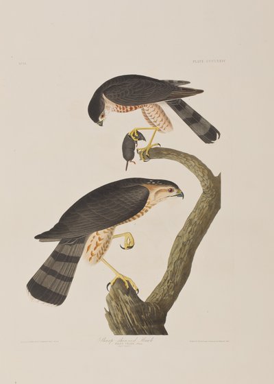 Ilustração de 