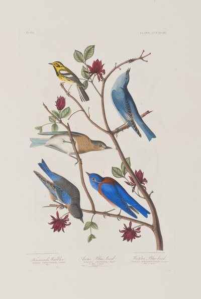 Ilustração de 