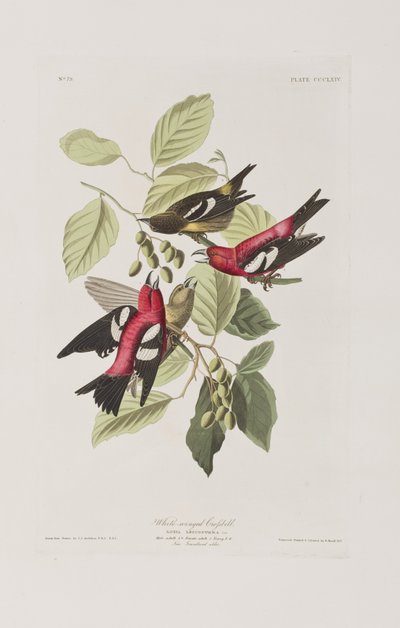 Ilustração de 