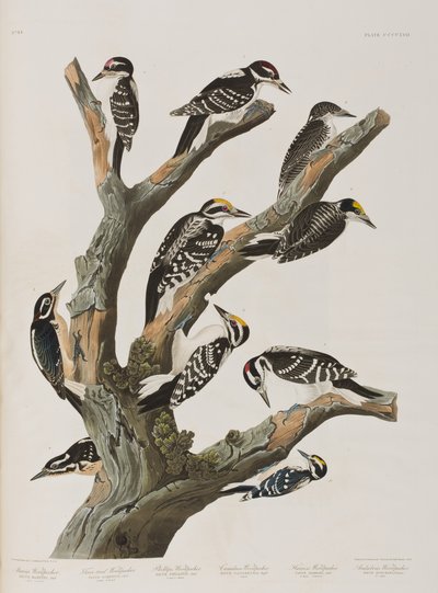 Ilustração de 