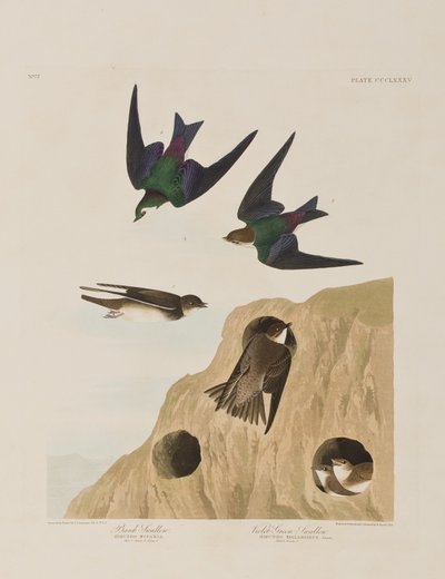 Ilustração de 