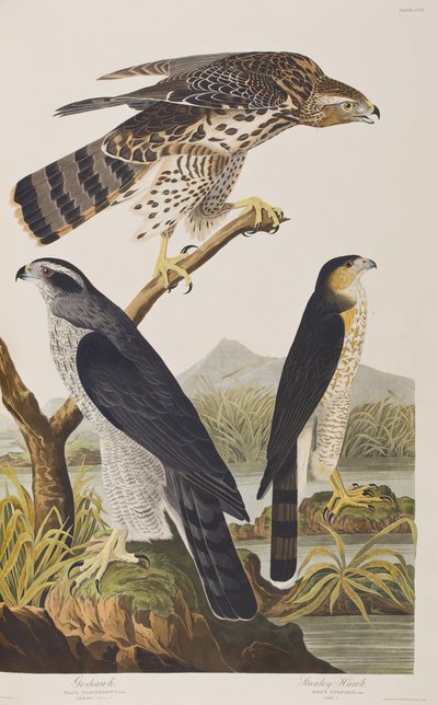 Ilustração de 