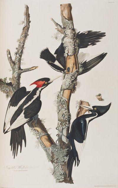 Ilustração de 