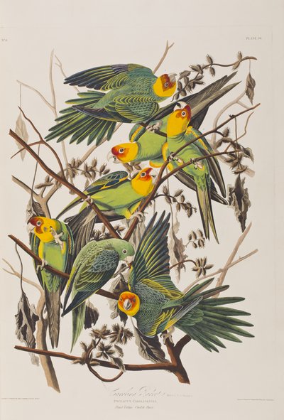 Ilustração de 