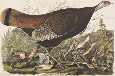 Ilustração de 